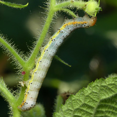 Pyrrhia