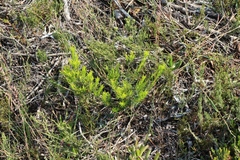 Diosma aristata