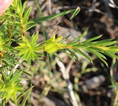 Diosma aristata