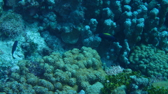 Labropsis xanthonota