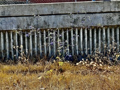 Eryngium creticum