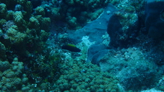 Labropsis xanthonota