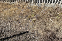 Eryngium creticum