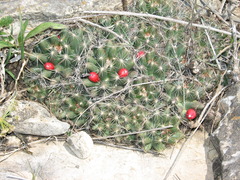 Escobaria missouriensis