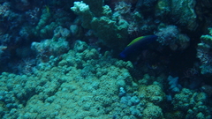 Labropsis xanthonota