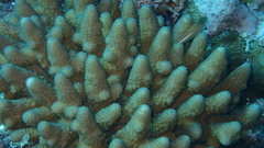 Acropora monticulosa