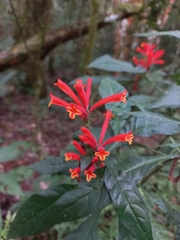 Aphelandra longiflora