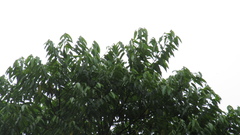 Trichospermum galeottii