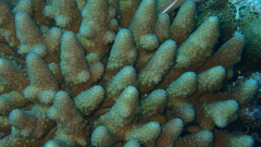 Acropora monticulosa