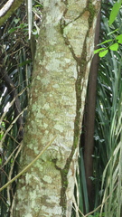 Trichospermum galeottii