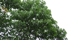 Trichospermum galeottii