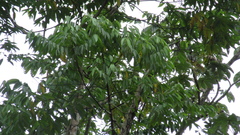 Trichospermum galeottii