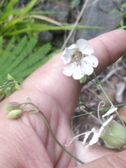 Silene uniflora image