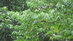 Trichospermum galeottii