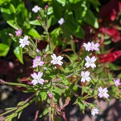 Epilobium