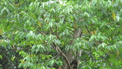 Trichospermum galeottii