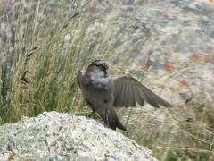 Leucosticte brandti