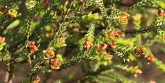 Passerina galpinii
