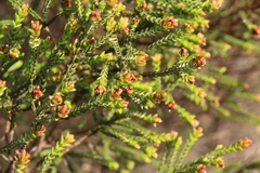 Passerina galpinii