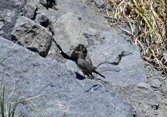 Turdus chiguanco