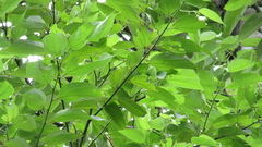 Trichospermum galeottii