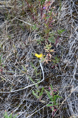 Hieracium putoranicum
