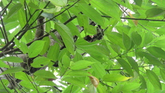 Trichospermum galeottii