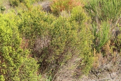 Passerina galpinii