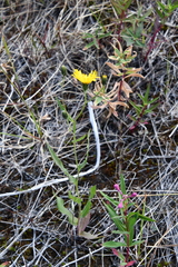 Hieracium putoranicum