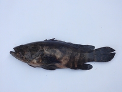 Epinephelus itajara