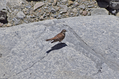 Cinclodes albiventris