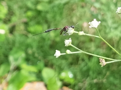 Gasteruption jaculator