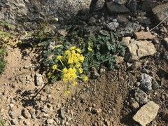 Lomatium martindalei