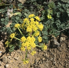 Lomatium martindalei
