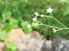 Gasteruption jaculator