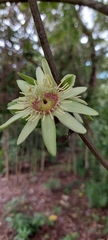 Passiflora rovirosae