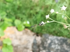 Gasteruption jaculator