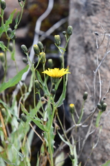 Hieracium putoranicum