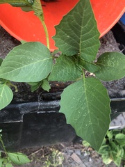 Physalis philadelphica