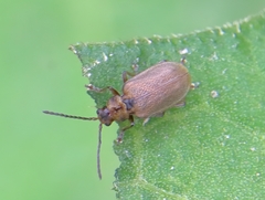 Galerucella grisescens