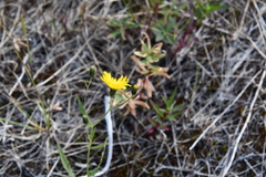 Hieracium putoranicum
