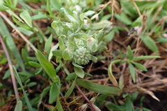 Psilocarphus elatior