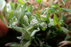 Psilocarphus elatior