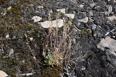 Draba hirta
