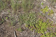 Phyllopodium rustii