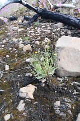 Hieracium putoranicum