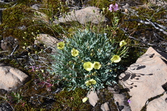 Papaver angustifolium