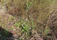 Phyllopodium rustii