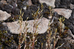 Draba hirta