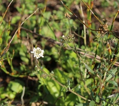 Phyllopodium rustii